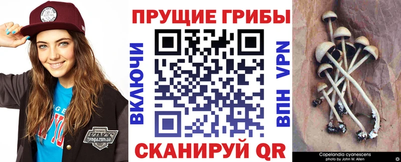 Купить закладки  Юрьевец  Псилоцибиновые грибы ЛСД 